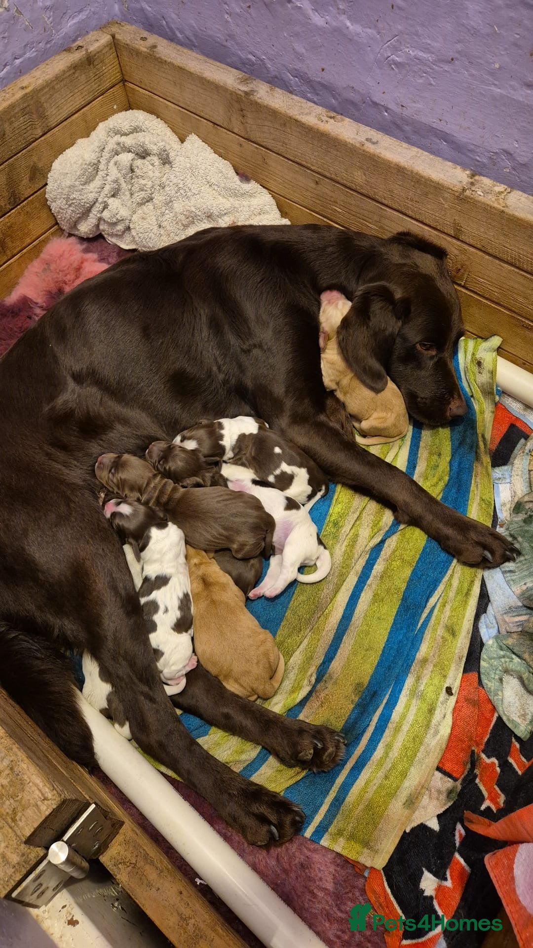 Cockerdor dogs for sale: Cockerdors  - Advert 1