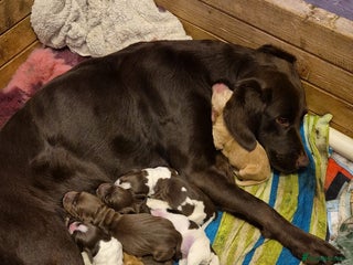 Cockerdor dogs Cockerdors - Advert 10