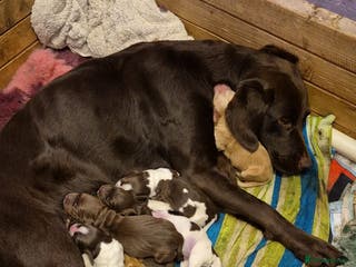 Cockerdor dogs Cockerdors - Advert 10