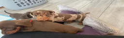 Miniature Dachshund dogs for sale: 🐶 READY NOW 🐶 - Advert 7