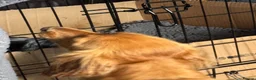 Miniature Dachshund dogs for sale: **Mini Dachshunds KC Long Haired** in Bradford - Advert 12