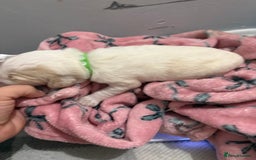 Cockapoo dogs for sale: Cockapoo puppies for sale  - Advert 10