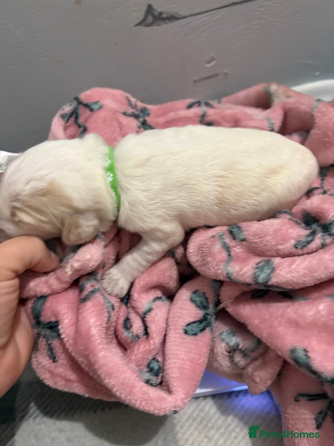 Cockapoo dogs for sale: Cockapoo puppies for sale  - Advert 10