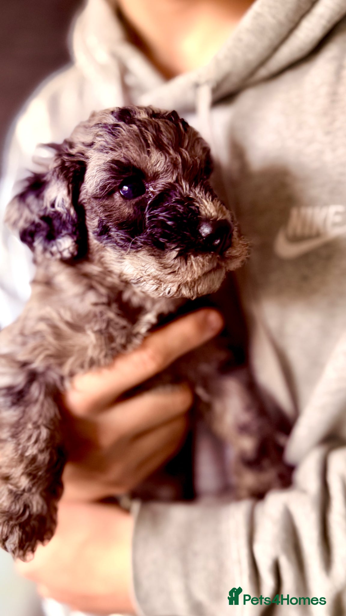 Cockapoo dogs Cockapoo Puppies ready soon  - Advert 1