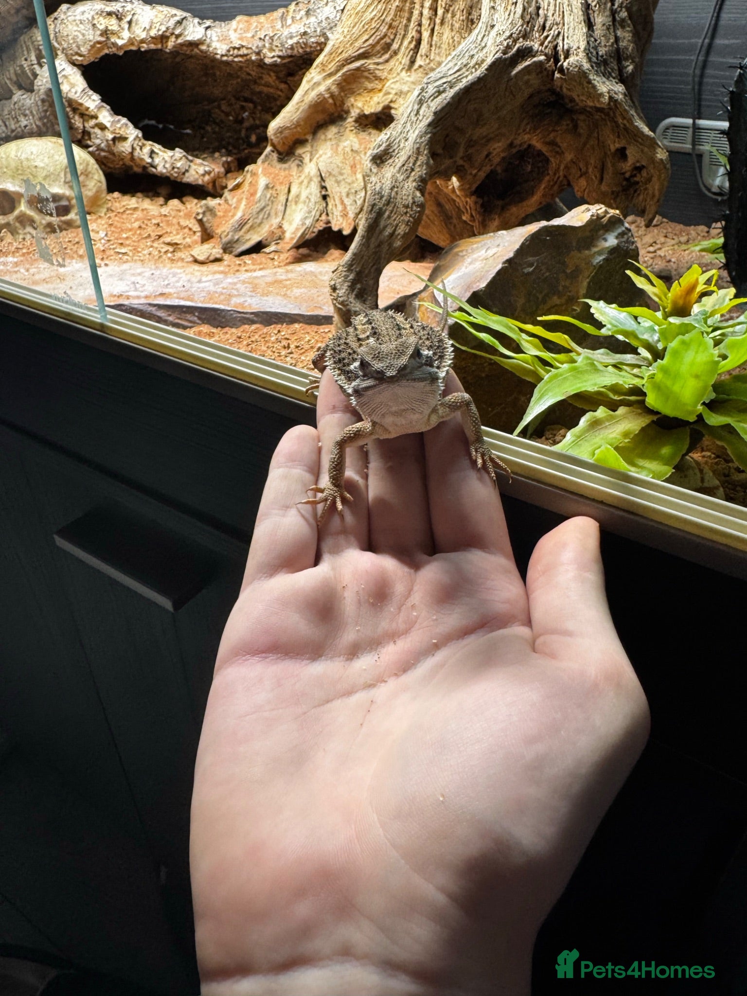 Bearded Dragon reptiles Healthy 1Yr Old Rankins Dragon Looking for NewHome - Advert 1