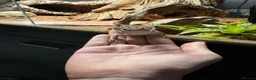 Bearded Dragon reptiles for sale: Healthy 1Yr Old Rankins Dragon Looking for NewHome - Advert 1