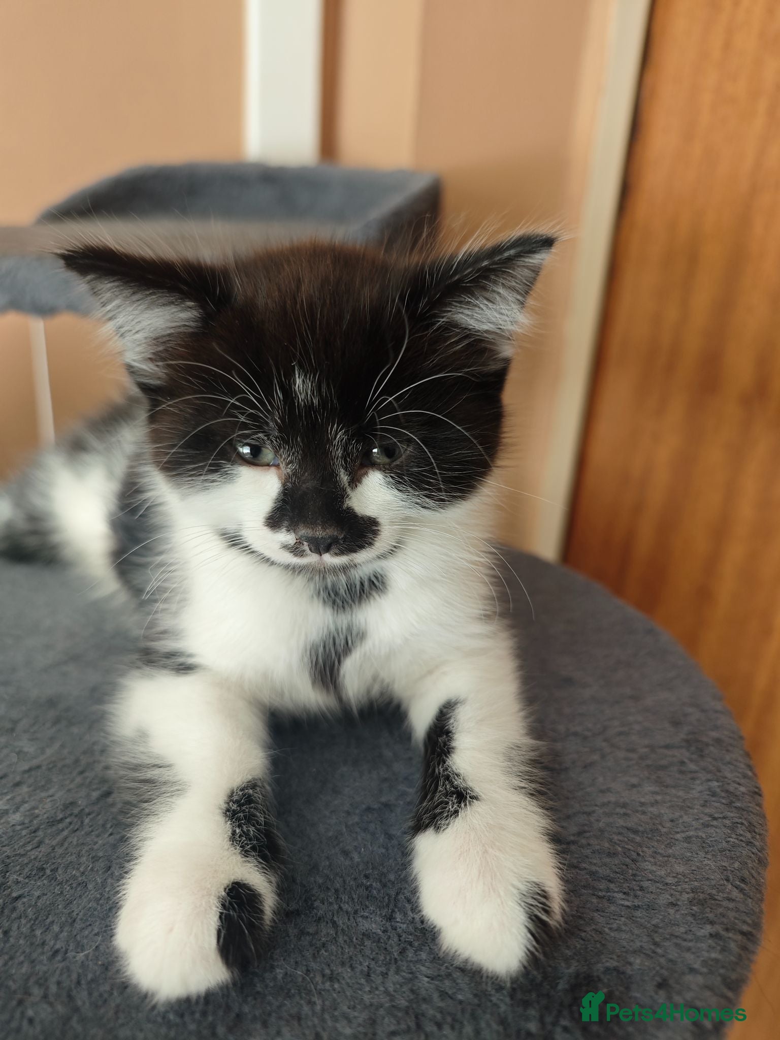 Mixed Breed cats Kittens - Advert 1