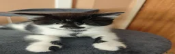 Mixed Breed cats for sale: Kittens in Worksop - Advert 1