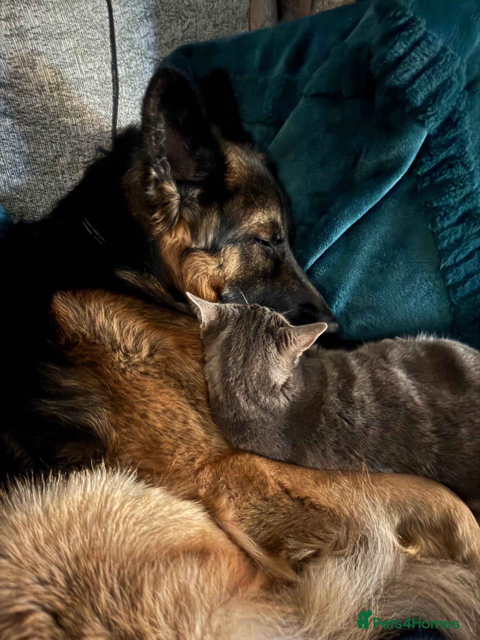 German Shepherd dogs Simba at stud - Advert 1