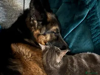 German Shepherd dogs Simba at stud - Advert 1