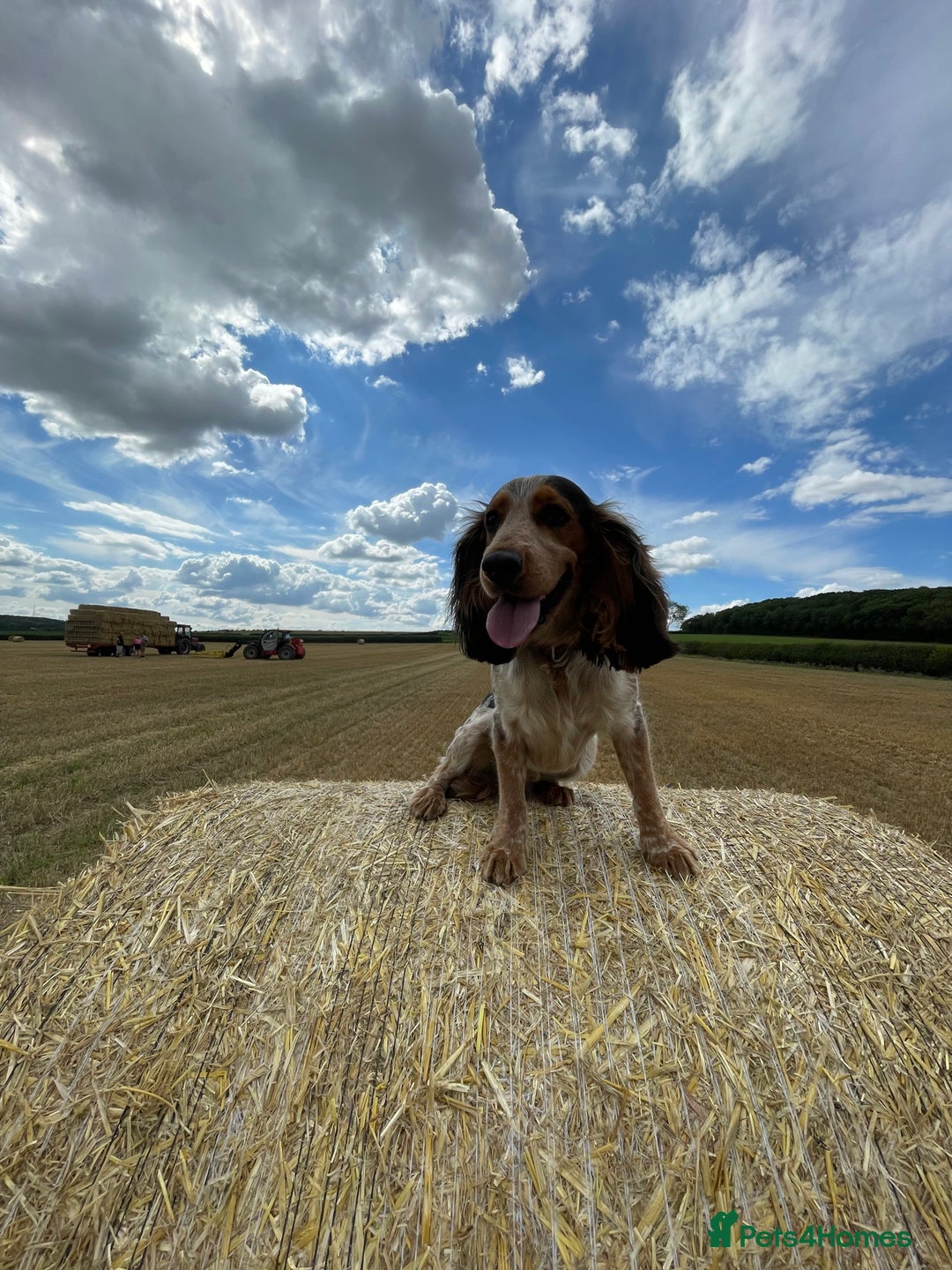 Cocker Spaniel dogs for stud: Male Cocker spaniel for Stud   - Advert 8