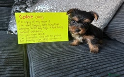 Yorkshire Terrier dogs for sale: Miniature Yorkshire terrier puppies  - Image 11