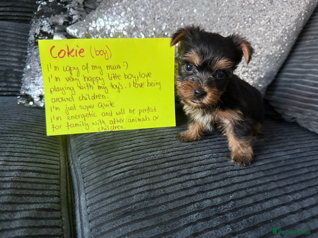 Yorkshire Terrier dogs for sale: Miniature Yorkshire terrier puppies  - Image 11