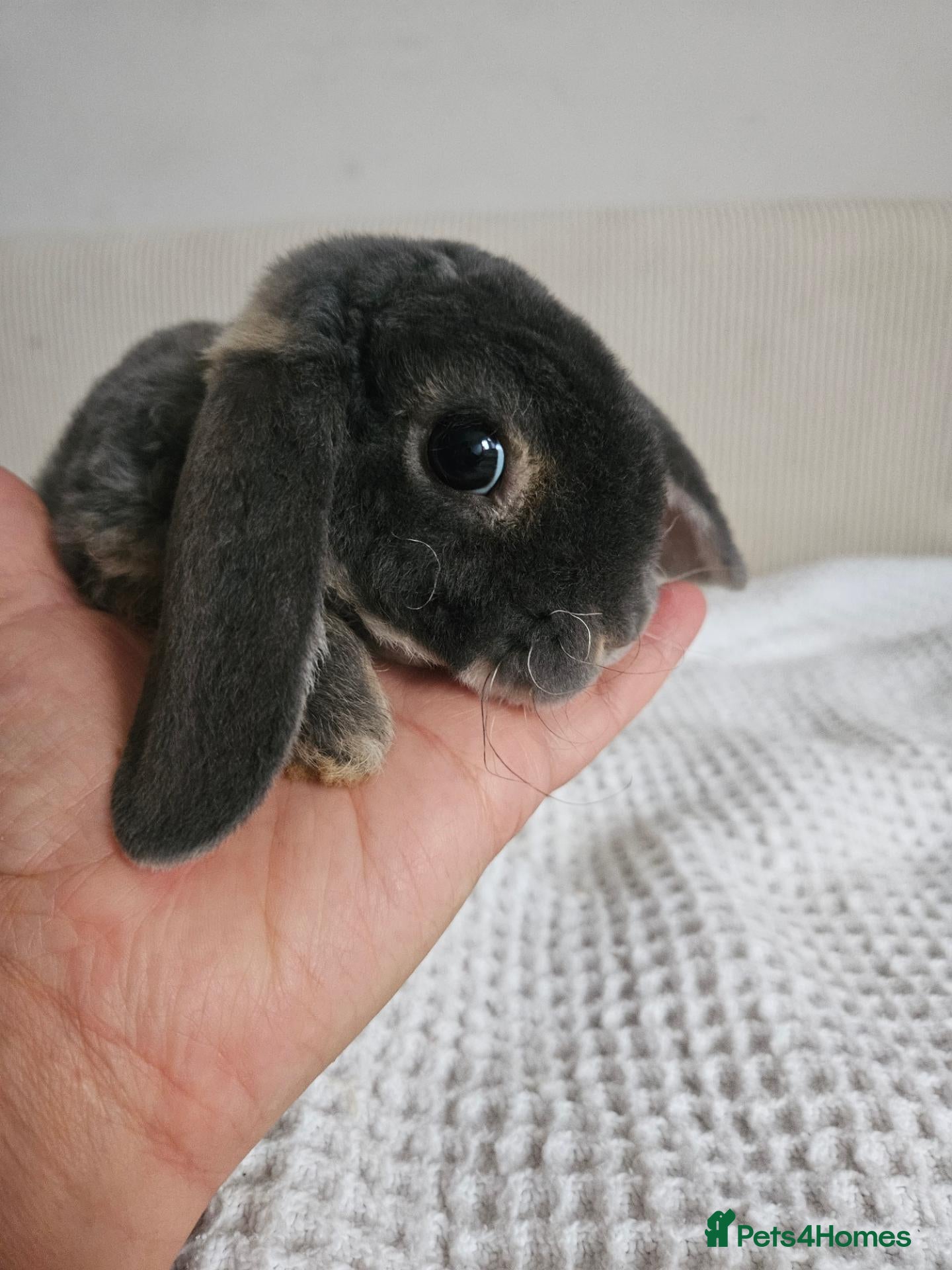 Mini Lop rabbits 💙10 week old blue plush Lop SUFFOLK PLUSH - Advert 2