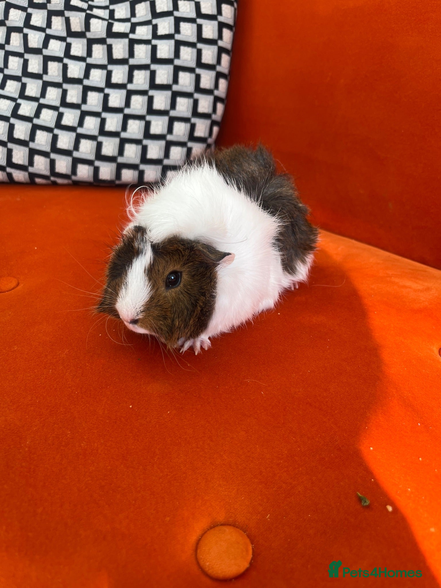 Guinea Pig rodents 4months, female, inc cage & accessories - Advert 2