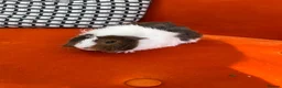 Guinea Pig rodents for sale: 4months, female, inc cage & accessories - Advert 2