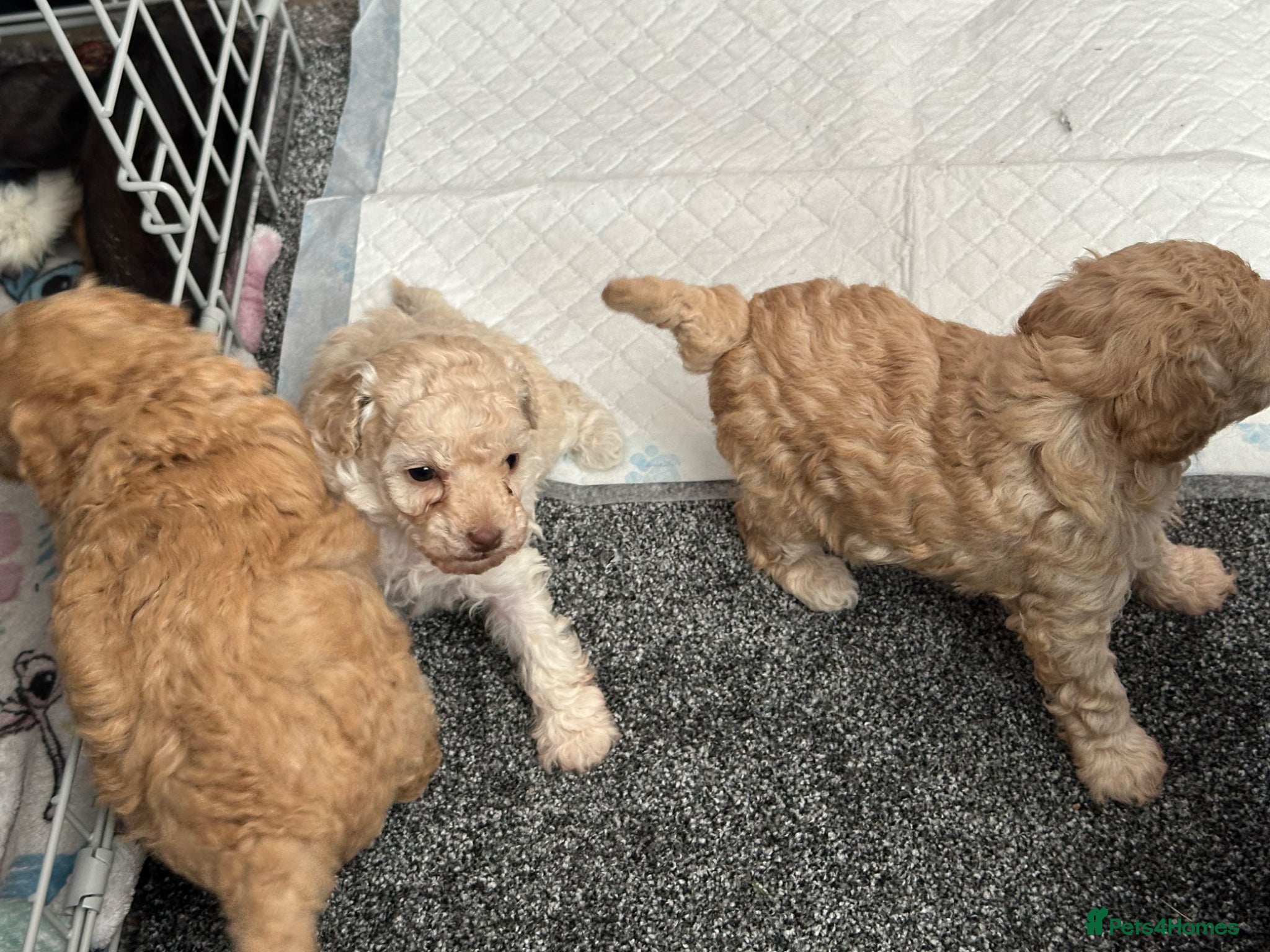 Toy Poodle dogs Toy Poodle puppy’s  - Advert 9