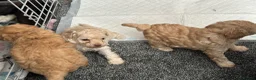 Toy Poodle dogs for sale: Toy Poodle puppy’s  - Advert 1