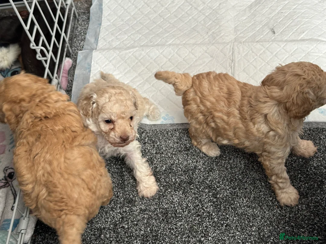 Toy Poodle dogs for sale: Toy Poodle puppy’s  - Advert 1