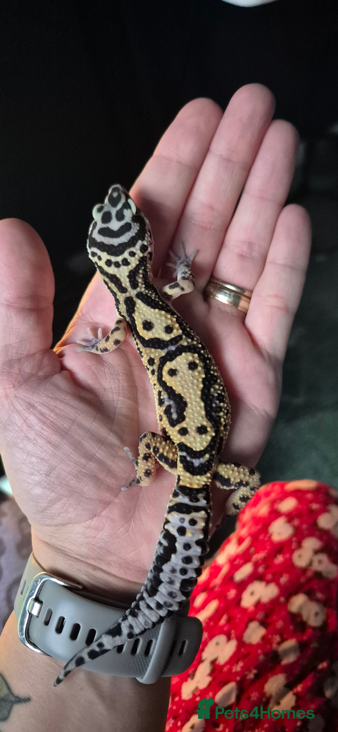 Leopard Gecko reptiles for sale: Female bold jungle leopard gecko  - Advert 2
