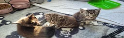 Mixed Breed cats for sale: 5 kittens available 17th October  - Advert 6
