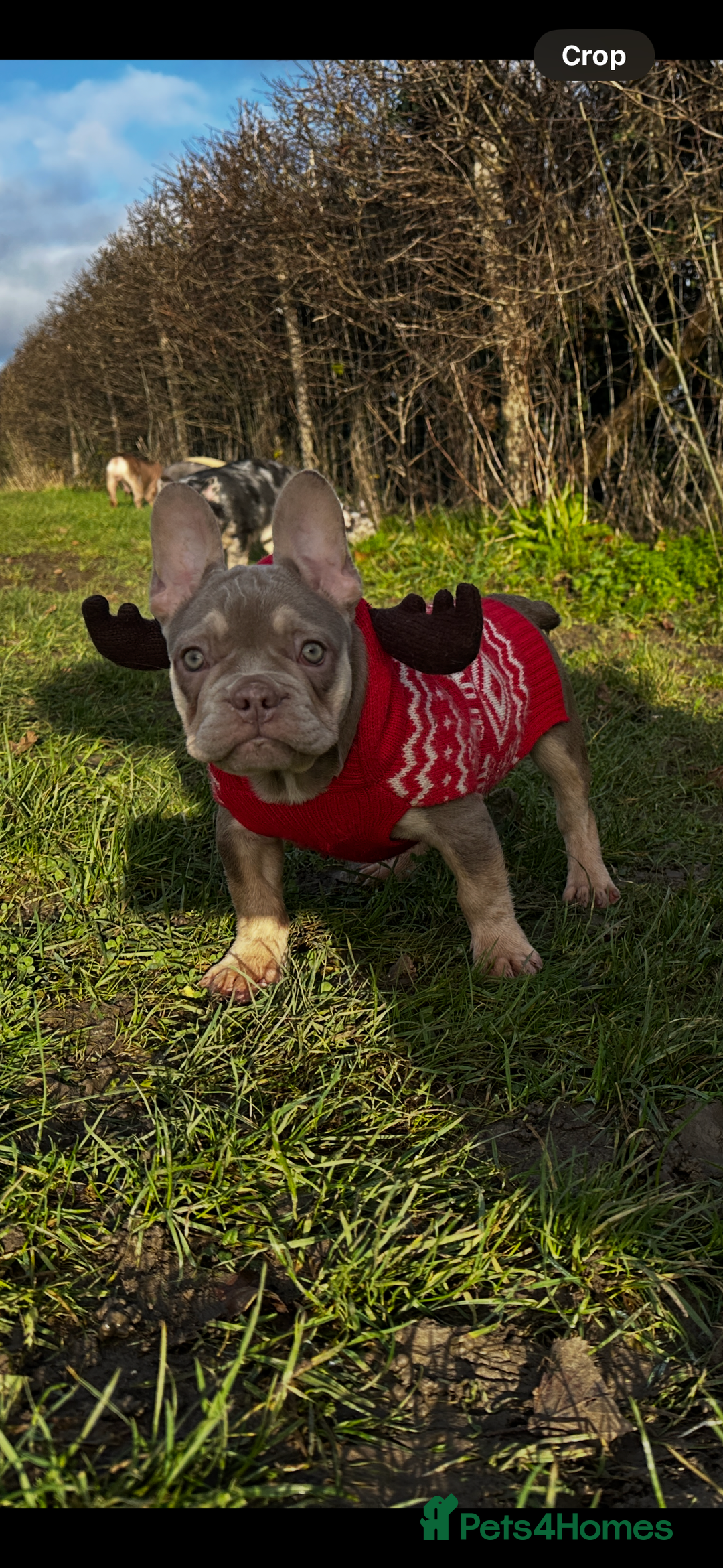 French Bulldog dogs for sale: Ready now-  Well bred, beautiful temperament pups - Advert 15
