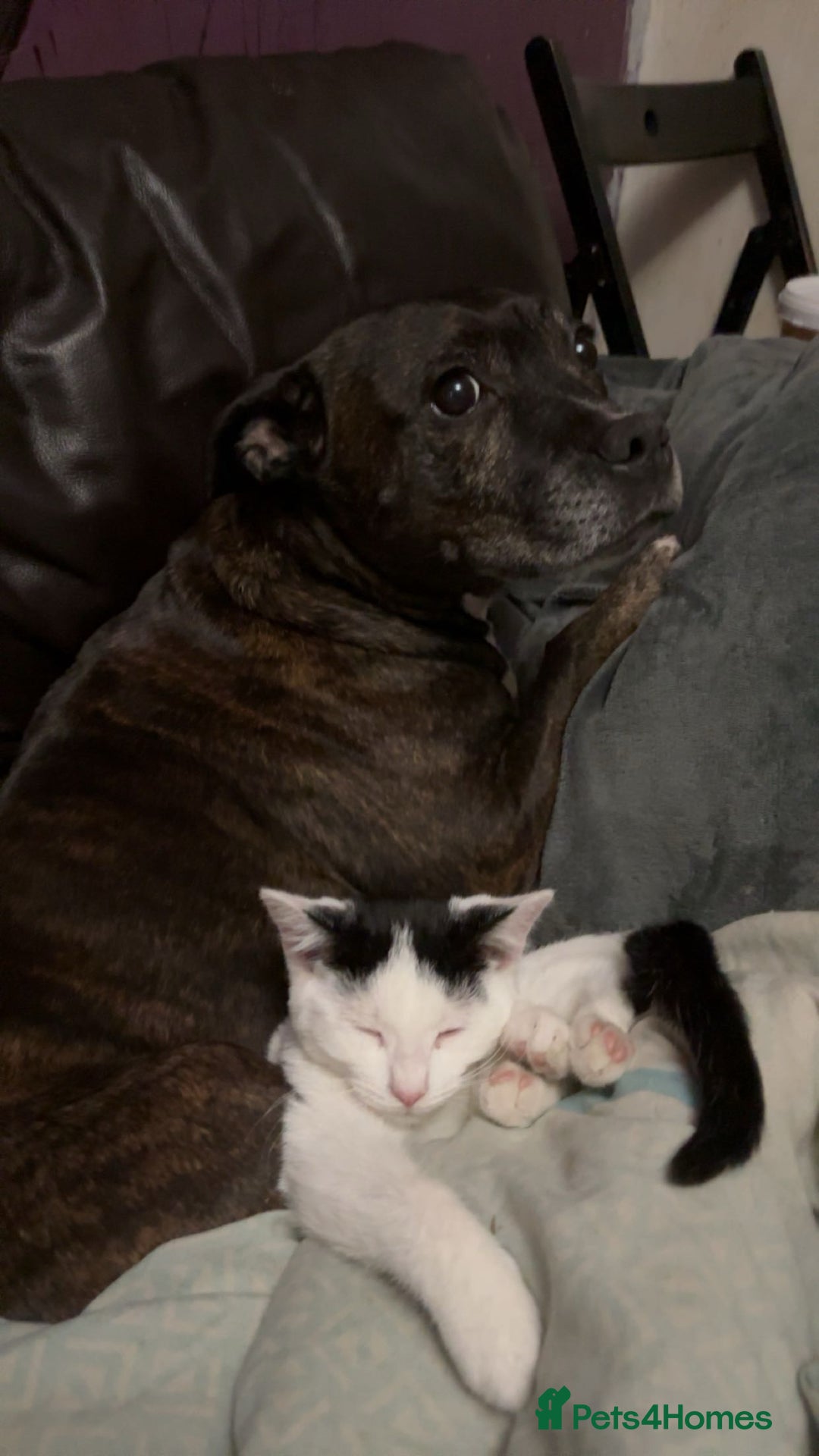 American Shorthair cats for sale: 3 black and white cats - Advert 13