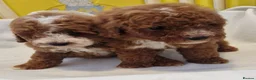Cockapoo dogs for sale: F1b, genetically health clear - Advert 10