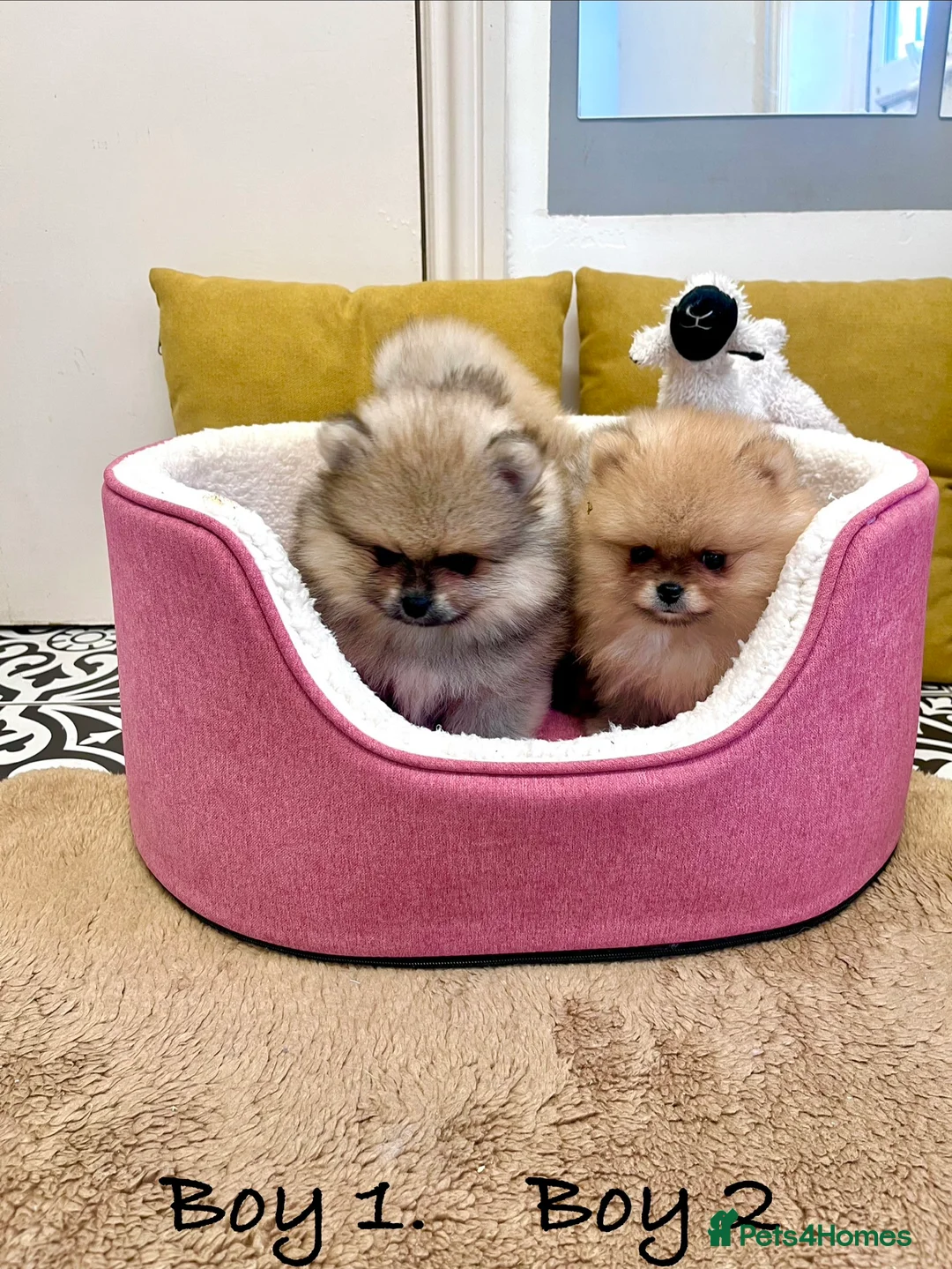 Pomeranian dogs for sale: Top Quality 🐻 Teddy Bears  - Advert 3