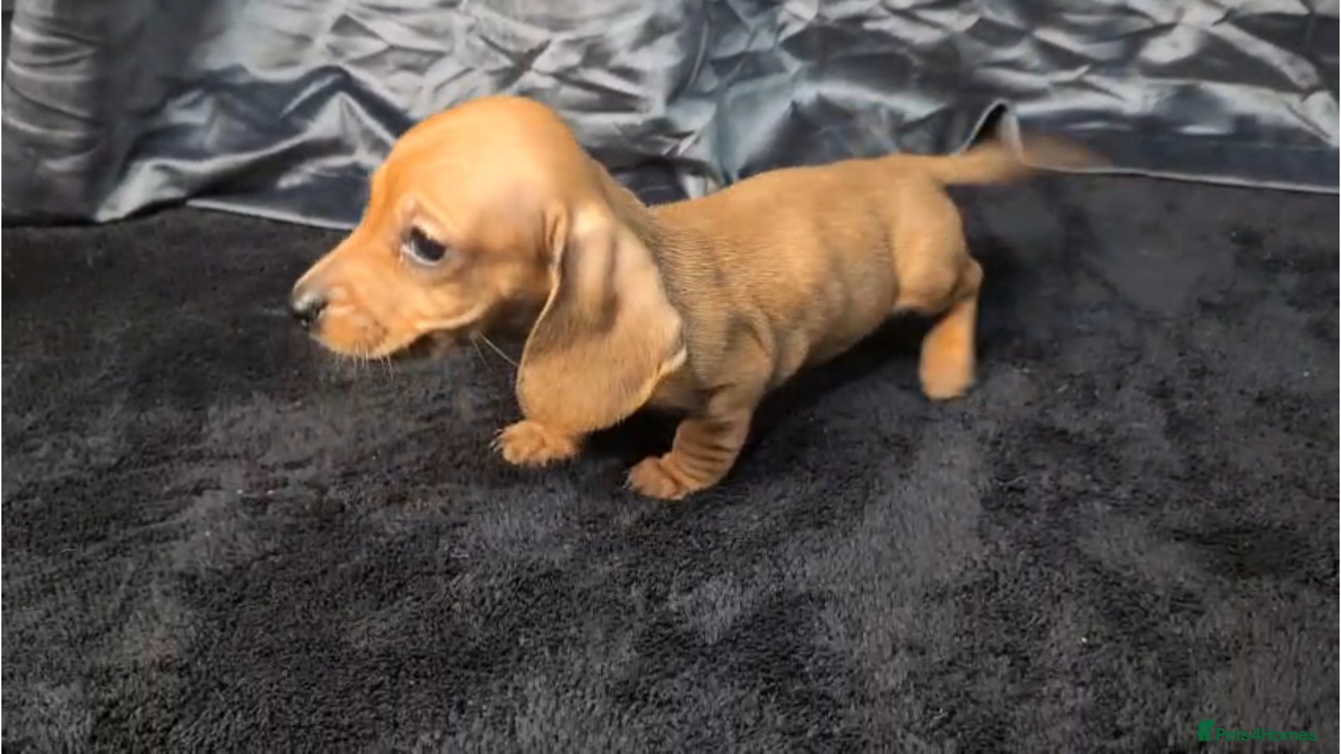 Miniature Dachshund dogs KC registered Smooth Hair Mini Dachshund Puppies  - Advert 4
