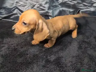 Miniature Dachshund dogs KC registered Smooth Hair Mini Dachshund Puppies - Advert 4