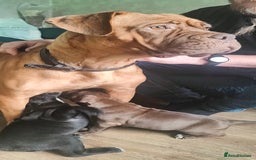 Mixed Breed dogs for sale: dog de bordeaux mixed Dalmatian  - Image 14