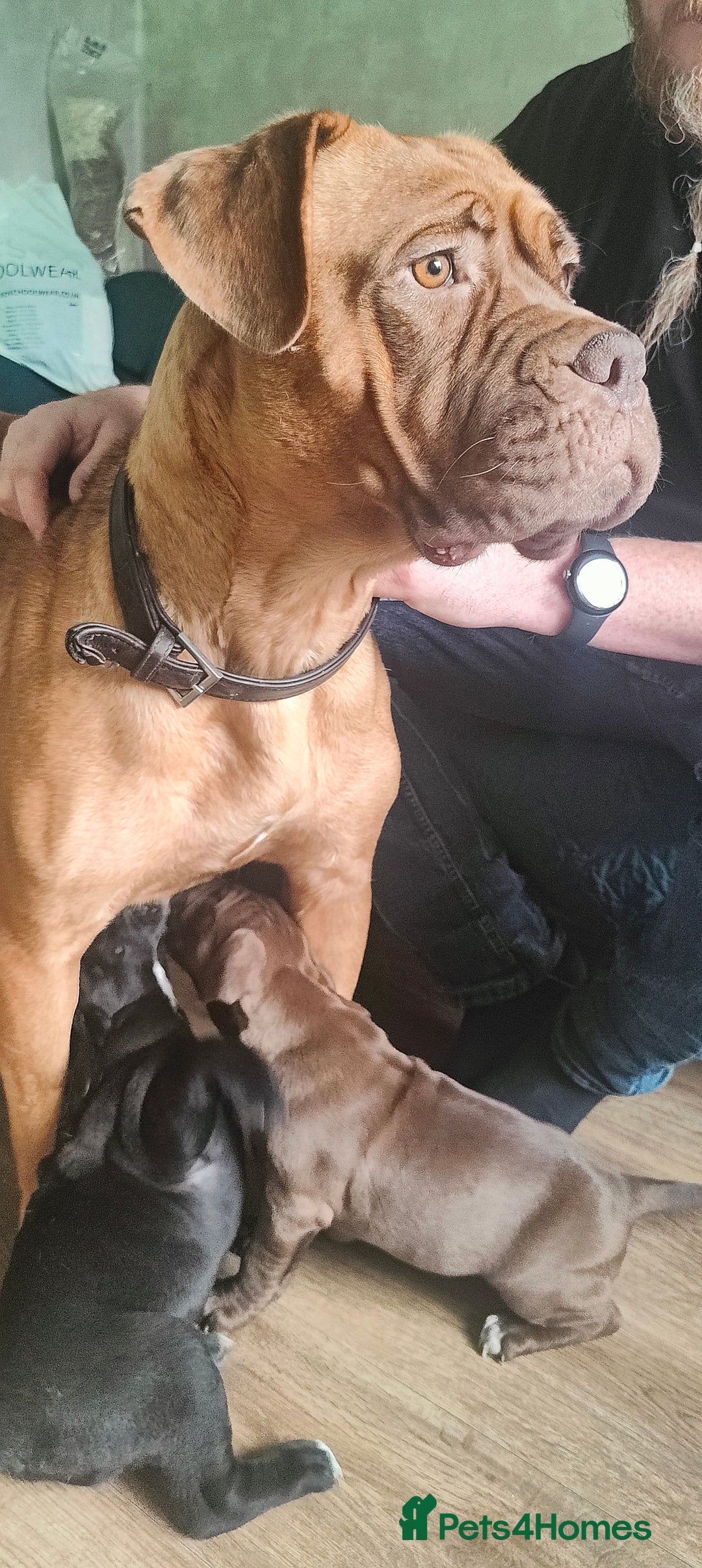 Mixed Breed dogs for sale: dog de bordeaux mixed Dalmatian  - Image 14
