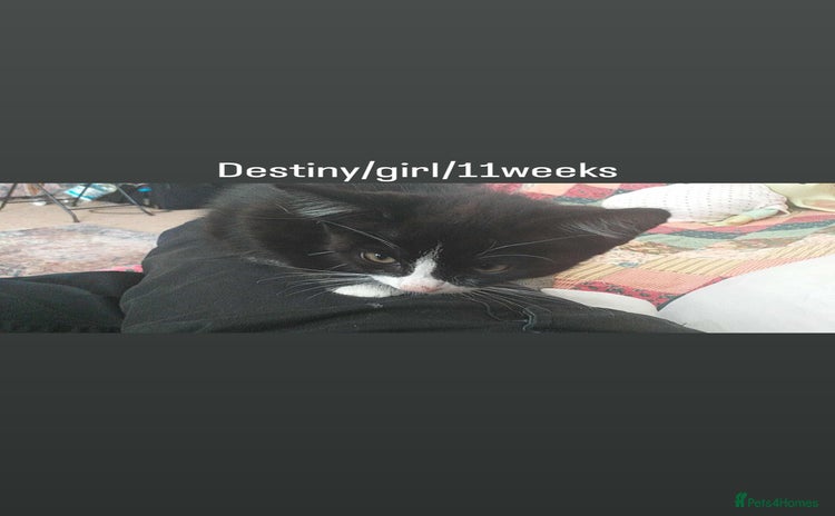 Mixed Breed cats - Advert 16