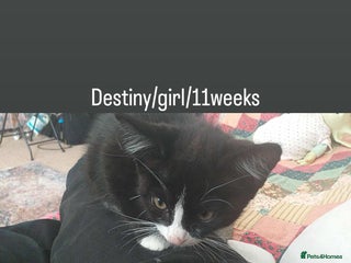 Mixed Breed cats - Advert 14