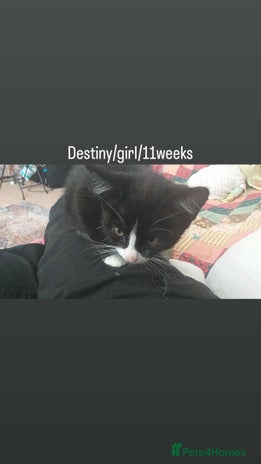 Mixed Breed cats - Advert 14