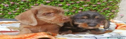 Miniature Dachshund dogs for sale: READY NOW MINI WIRE KC REG LAFORA PRA CLEAR - Advert 3