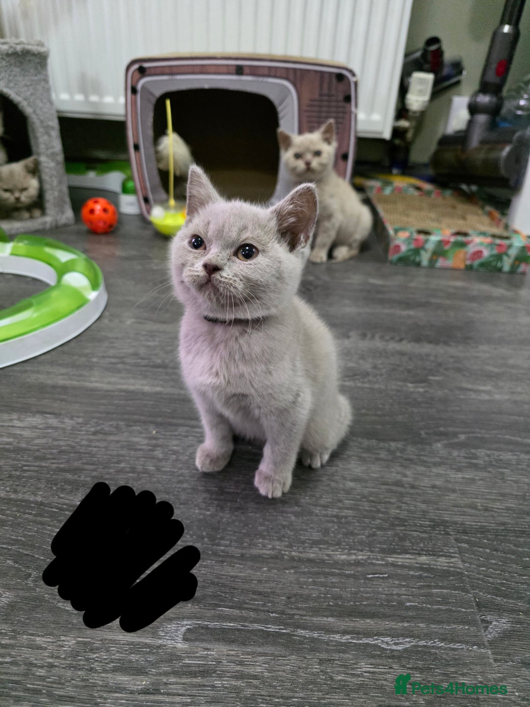 British Shorthair cats for sale: Beautiful British shorthair kittens - Image 23