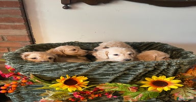 Cockapoo dogs - Advert 9