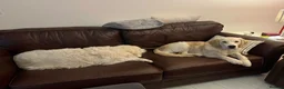 Golden Retriever dogs for sale: Our beautiful lady Harper is expecting puppies xx - Advert 8