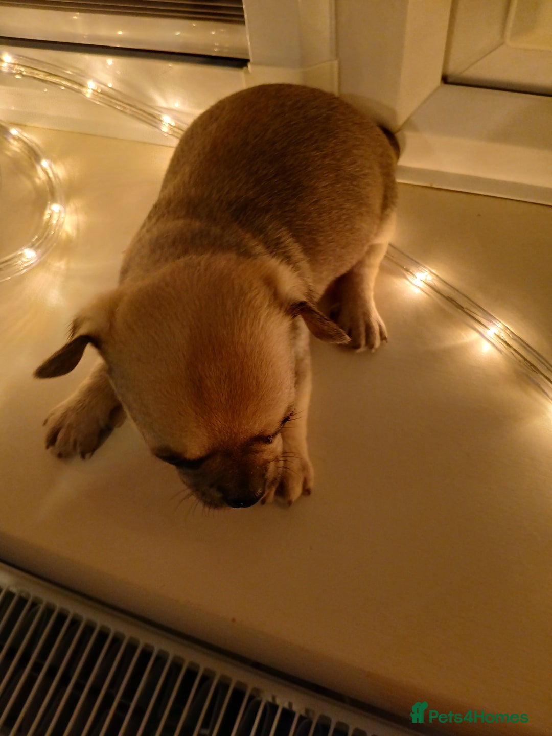 Chihuahua dogs for sale: Last little boy - Advert 3