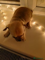 Chihuahua dogs Last little boy - Advert 5