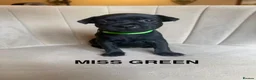 Staffordshire Bull Terrier dogs for sale: KC Black Puppies Ready Now - Advert 21