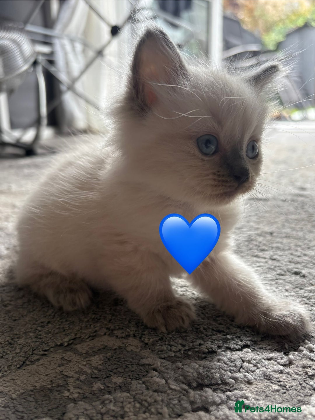 Ragdoll cats for sale: 4 male blue point ragdolls - Image 7