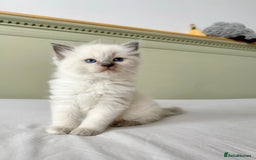 Ragdoll cats for sale: 1 Male Ragdoll Left-Ready TODAY & Vaccinated  - Image 4