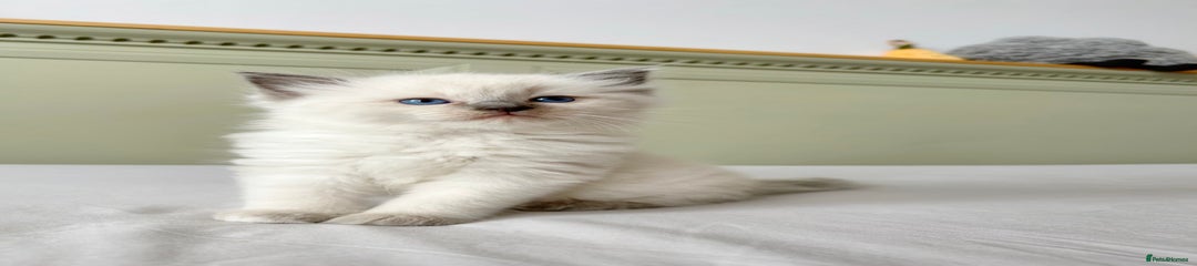Ragdoll Kitten 2