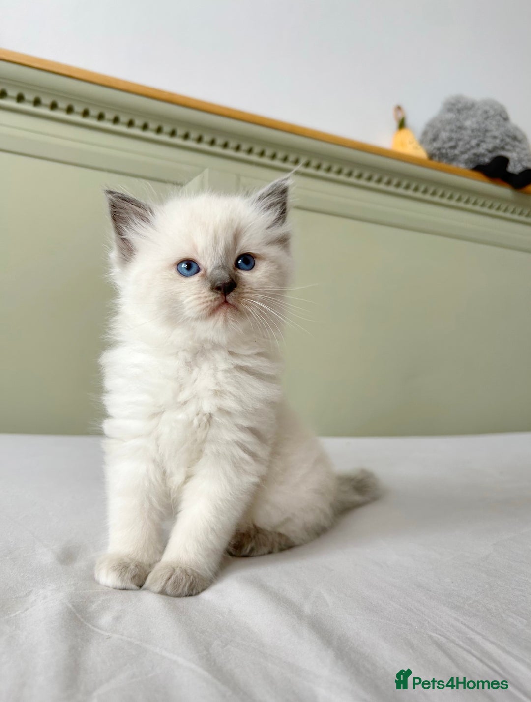 Ragdoll cats for sale: 1 Male Ragdoll Left-Ready TODAY & Vaccinated  - Image 4