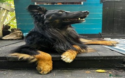 Mixed Breed dogs for sale: Rufty - Image 2