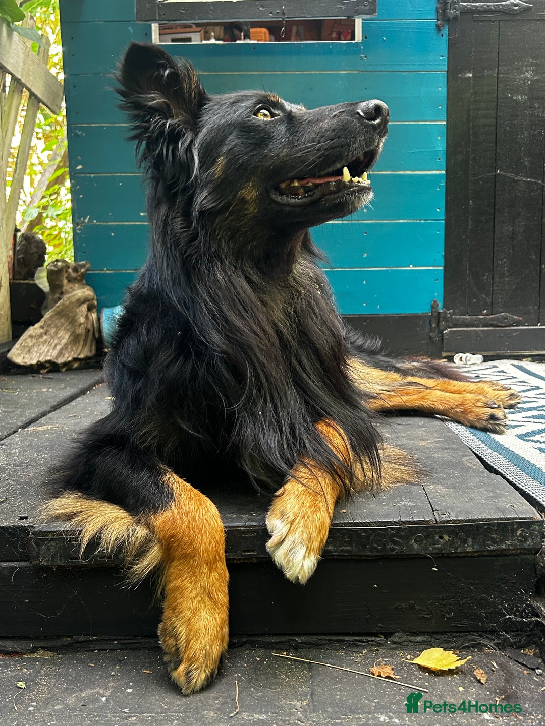 Mixed Breed dogs for sale: Rufty - Image 2