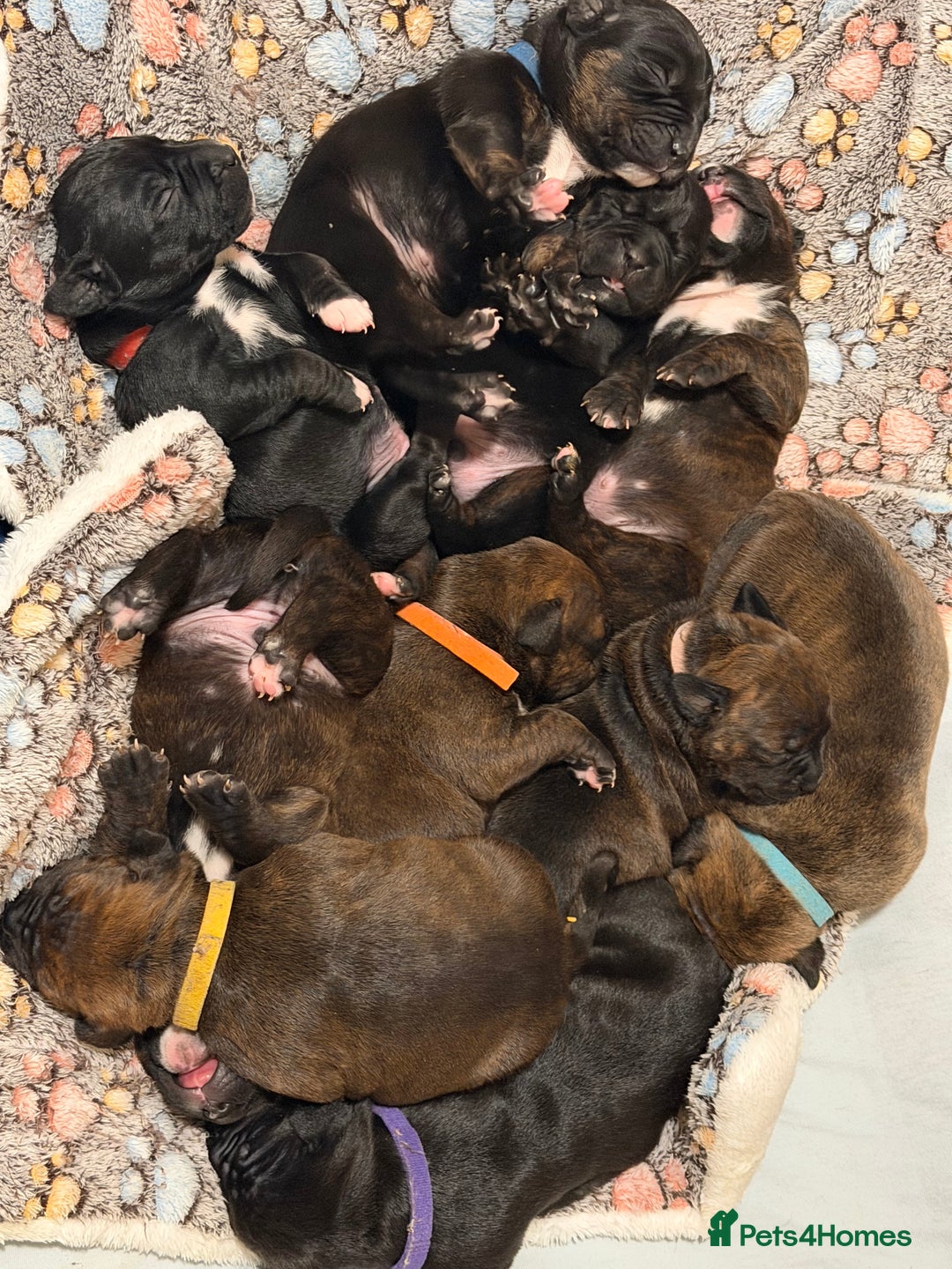 Mixed Breed dogs for sale: Beautiful Home- Reared Puppies!  - Advert 30